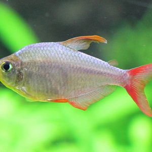Colombian tetra