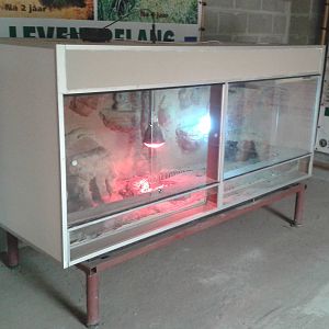 Black and white teju enclosure