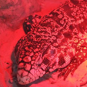 Black and white teju