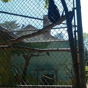 Primate House