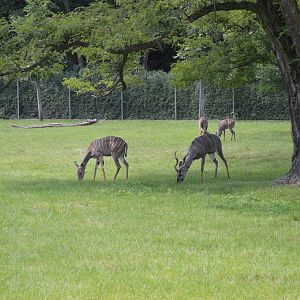 Tragelaphus imberbis