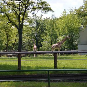Giraffa camelopardalis rothschildi