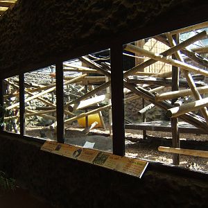 View of the Buffy-headed Capuchin enclosure