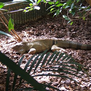 Green Iguana