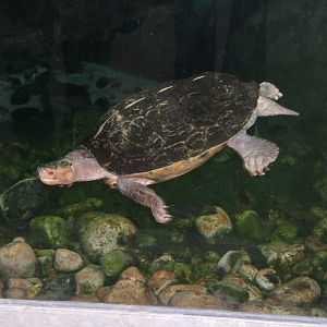 Giant Asian Pond Turtle