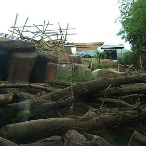 View of part of the outdoor Sun Bear enclosure