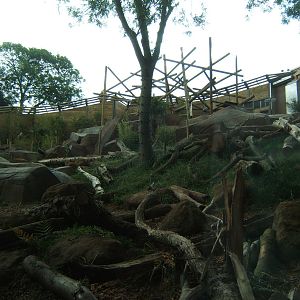 View of part of the outdoor Sun Bear enclosure