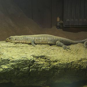 African Plated Lizard (Gerrhosaurus validus validus)