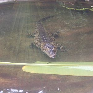 Cuban Crocodile