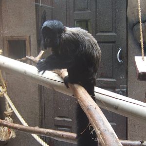 Red-backed Bearded Saki