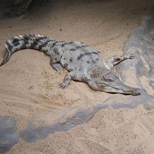 Slender-snouted Crocodile