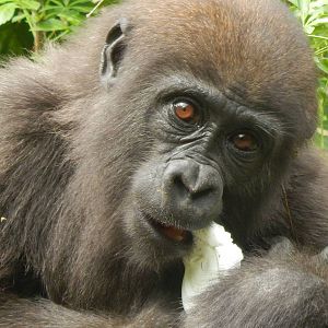 Jun. 2014 - Gorilla World - Baby Gladys