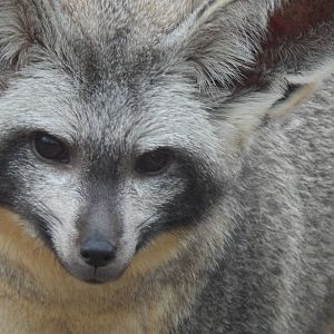 Jun. 2014 - Africa - Phase IV (New 2014!) - Frankie