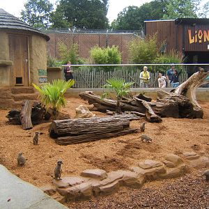 View of part of the Meerkat enclosure