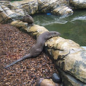 Smooth-coated Otter