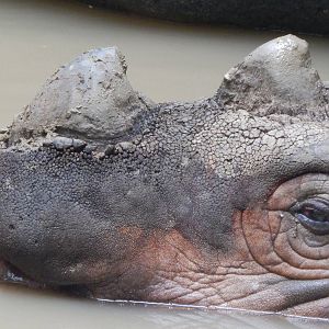 Jun. 2014 - Wildlife Canyon - Harapan