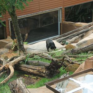 View of part of the outdoor Sun Bear enclosure