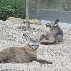 Bat eared fox