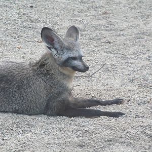 Bat eared fox
