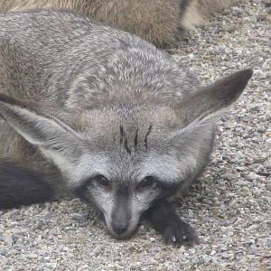 Bat eared fox