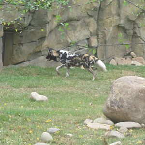 African painted dog
