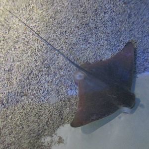 cownose ray acuario inbursa