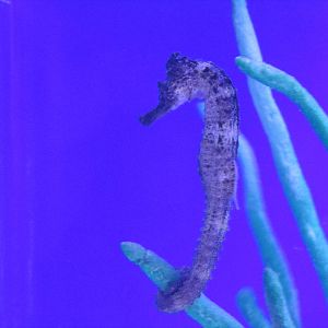 seahorse acuario inbursa