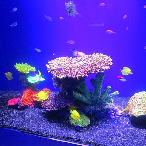 saltwater aquarium acuario inbursa