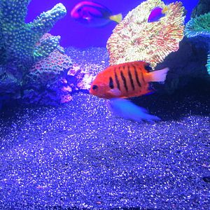 flame angelfish acuario inbursa