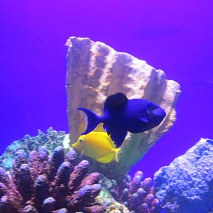 black triggerfish and yellow tang acuario inbursa