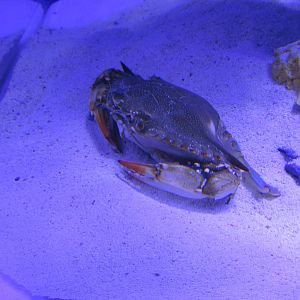 crab acuario inbursa