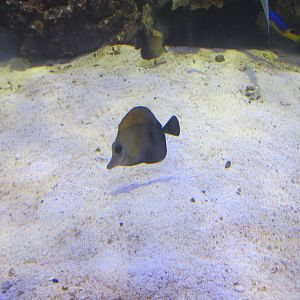 brushtail tang acuario inbursa