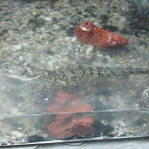 juvenile morlett`s crocodiles acuario inbursa