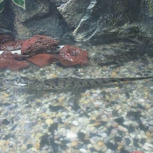juvenile morlett`s crocodiles acuario inbursa