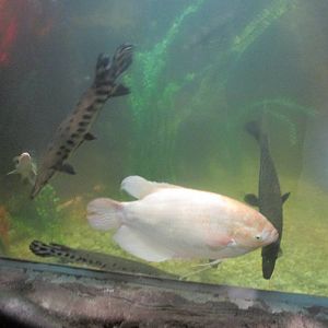 giant gourami and tropical gar acuario inbursa