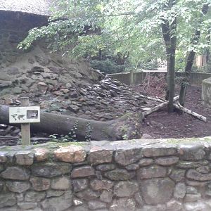 European badger enclosure