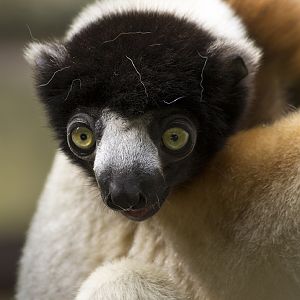 Crowned Sifaka, 6/28/14