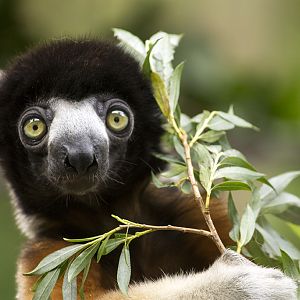 Crowned Sifaka, 6/28/14