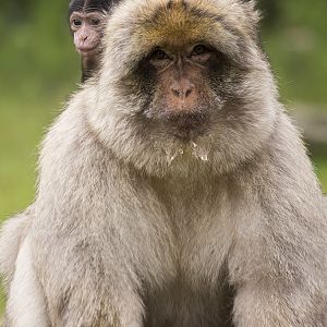 Barbary Macaque with young, 6/28/14