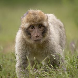Barbary Macaque young, 6/28/14