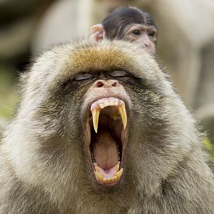 Barbary Macaque with young, 6/28/14