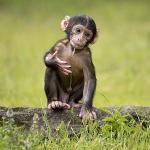 Barbary Macaque young, 6/28/14
