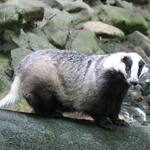 European badger