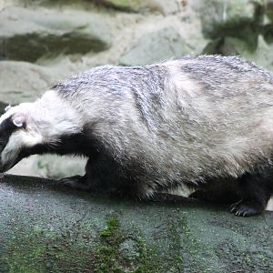 European badger
