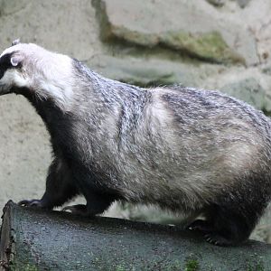 European badger