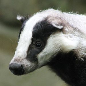 European badger