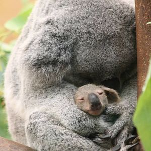 Koala with baby