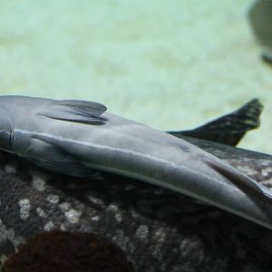 Remora species
