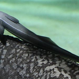 Remora species
