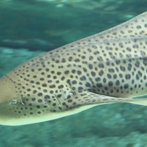 Zebra shark